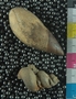 PE61206_fossil