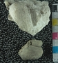 PE61210_fossil