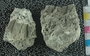 PE61211_fossil