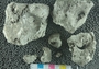 PE61213_fossil