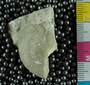 UC21864_fossil