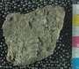 UC21917_fossil