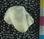 UC28806_fossil