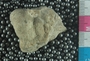 UC28808_fossil