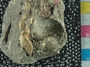 UC28808_fossil_2