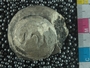 UC28815_fossil
