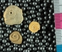UC33472_fossil