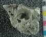 UC60862_fossil