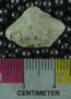 P8493_fossil