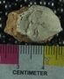 P8847_fossil