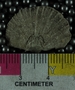 PE2592_fossil