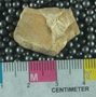 PE61216_fossil