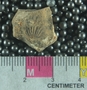 PE61219_fossil