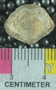 PE61221_fossil