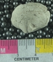 PE61223_fossil