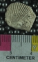PE61225_fossil