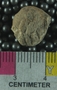 PE61226_fossil