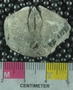 PE61289_fossil
