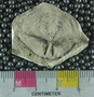 PE61290_fossil