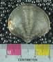 UC4393_fossil