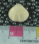 UC13661_fossil