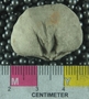 UC15037_fossil