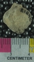 UC21848 fossil