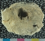 UC22093_fossil