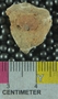 UC33483 fossil