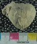 P6784_fossil