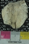 P8592_fossil