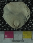 UC18088 fossil