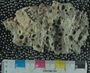 UC23759_fossil
