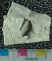 P28784 fossil
