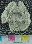 PE4323_fossil