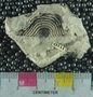 PE4397_fossil