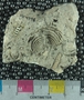 PE4398_fossil