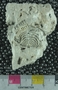 PE4399_fossil