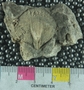 PE61230_fossil