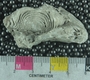 PE61232_fossil