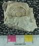 PE61235_fossil