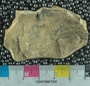 PE61250_fossil