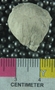 PE61291_fossil