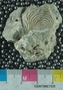UC4395_fossil
