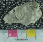 UC12877 fossil