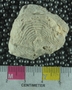 UC18085 fossil