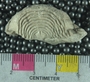 UC21851 fossil (2)