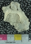 UC21851_fossil