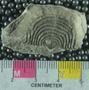UC21916_fossil