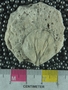 UC21950 fossil